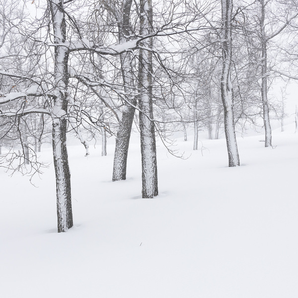Photograph Tatiana Biriukova Winter Forest on One Eyeland