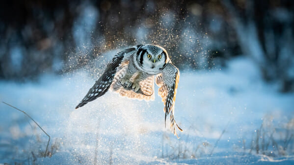 Photograph Cecilie Bergan Stuedal Dusty Catch on One Eyeland