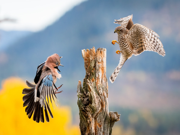 Photograph Cecilie Bergan Stuedal Kick The Can on One Eyeland