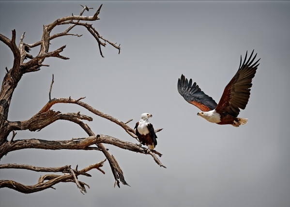 Photograph Alan Kai Fish Eagle Freedom on One Eyeland