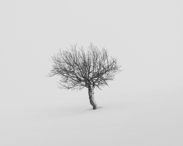 Photograph Tatiana Biriukova One Tree on One Eyeland