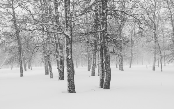 Photograph Tatiana Biriukova Winter Forest on One Eyeland