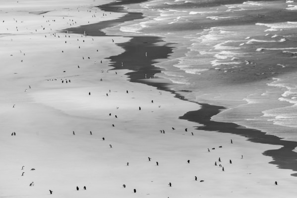 Photograph Andy Pollard Penguin Paradise on One Eyeland