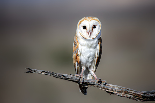 Photograph Dr S S Suresh Barn Owl on One Eyeland