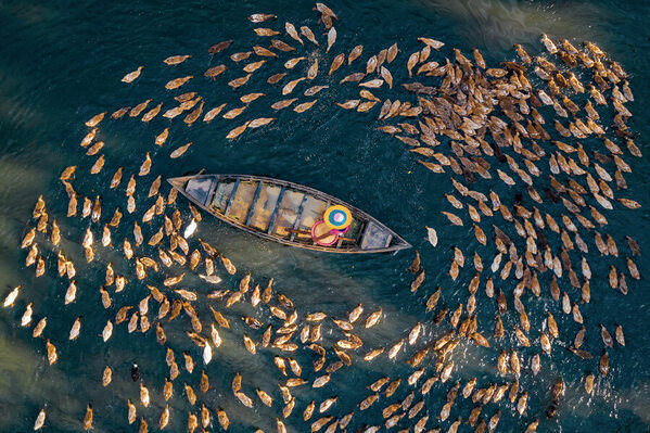 Photograph Sujon Adikary Duck Land on One Eyeland