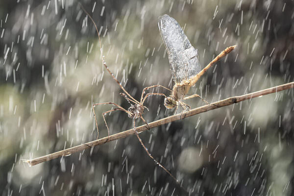 Photograph Fabio Sartori Rain on One Eyeland