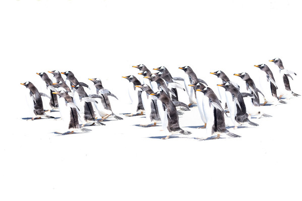 Photograph Andy Pollard March Of The Penguins on One Eyeland
