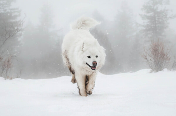 Photograph Ellie Rich Polar on One Eyeland