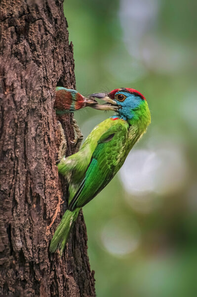 Photograph Sujon Adikary Mother Love on One Eyeland