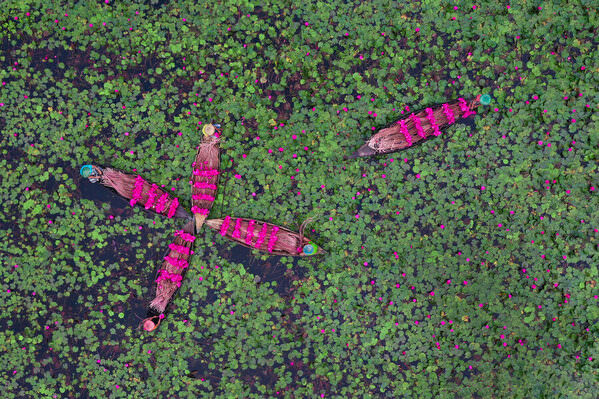 Photograph Sujon Adikary Sailors Of Pink Waterlilies Sea on One Eyeland
