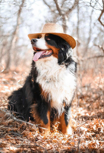 Photograph Ellie Rich Big Puppy on One Eyeland