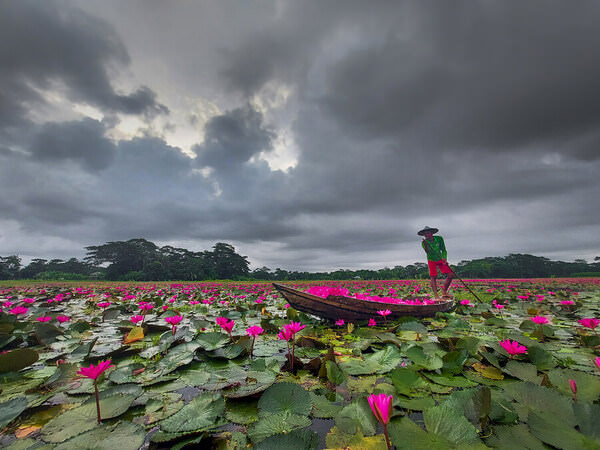 Photograph Sujon Adikary Harvesting Waterlilies on One Eyeland