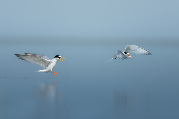 Photograph Sujon Adikary Fight For The Food on One Eyeland