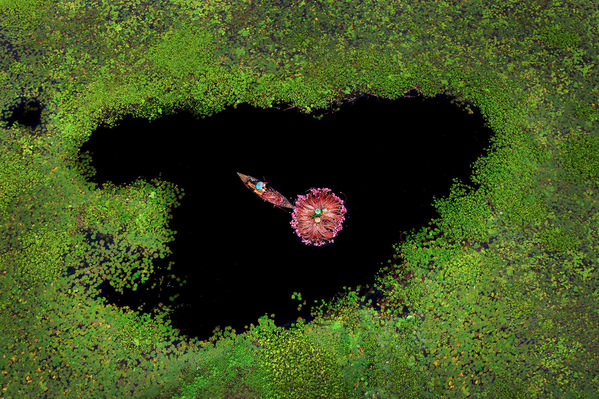 Photograph Sujon Adikary Sailors Of Pink Waterlilies Sea on One Eyeland