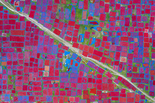 Photograph Sujon Adikary Red Chili Drying Field on One Eyeland