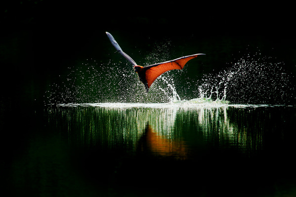 Photograph Sujon Adikary Take Off on One Eyeland