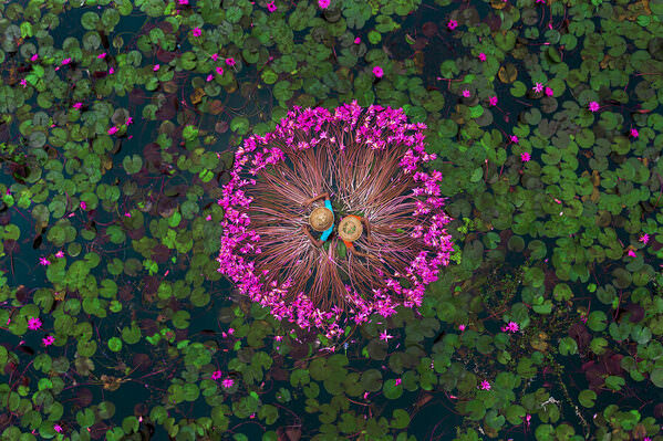 Photograph Sujon Adikary Collecting Waterlilies on One Eyeland