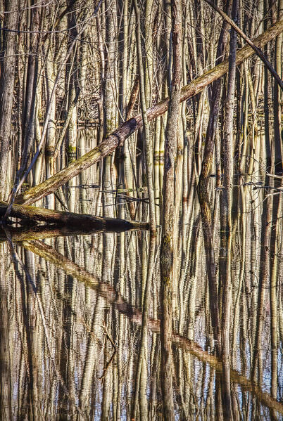 Photograph Larry Hamill Gahanna Woods on One Eyeland