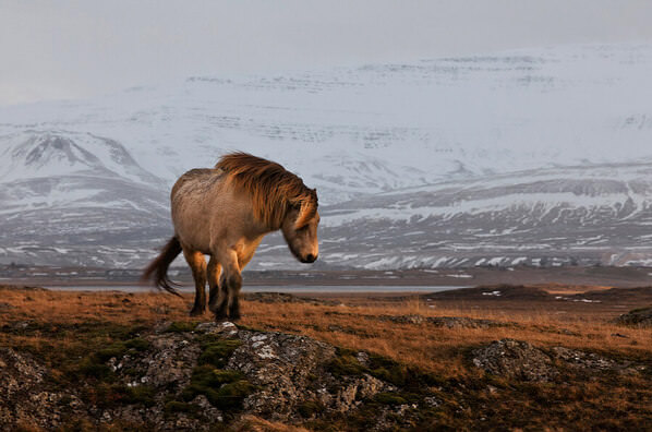 Photograph Bragi Ingibergsson Brin A Gleam From The Sun on One Eyeland