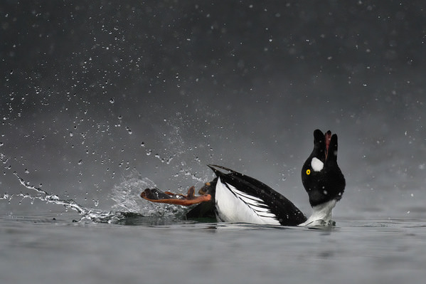Photograph Tin Sang Chan Romance Courship Call  Common Goldeneyes on One Eyeland