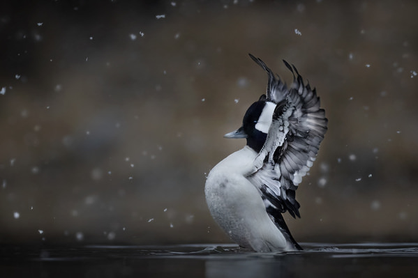Photograph Tin Sang Chan Bufflehead on One Eyeland