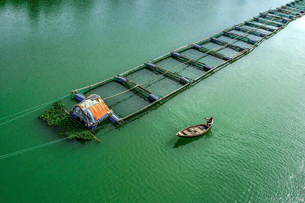 Photograph Sujon Adikary Fish Farming In Cages on One Eyeland