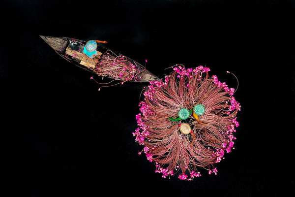 Photograph Sujon Adikary Picking The Delicate Waterlilies on One Eyeland
