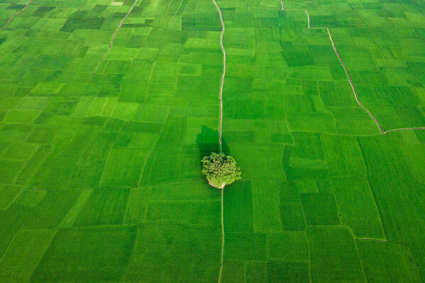 Photograph Sujon Adikary Tree Of Hope on One Eyeland