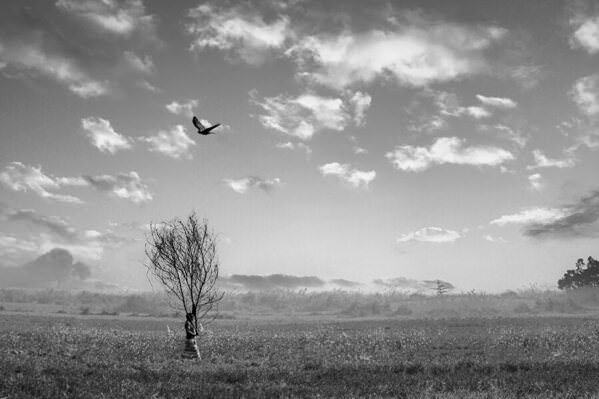 Photograph Sujon Adikary Save Nature on One Eyeland