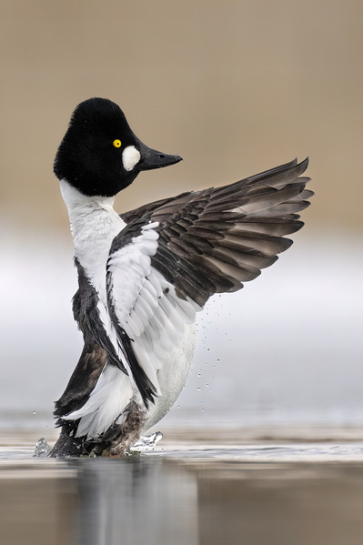 Photograph Tin Sang Chan Bufflehead on One Eyeland