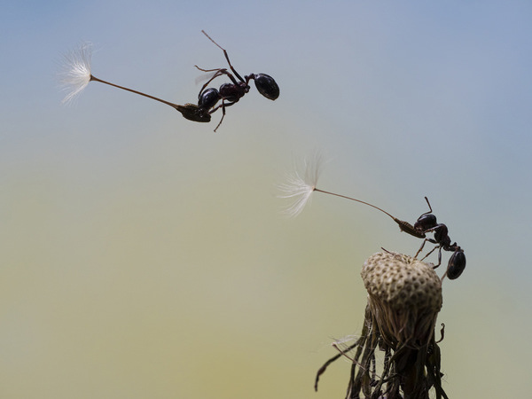 Photograph Fabio Sartori Flyng Ants on One Eyeland