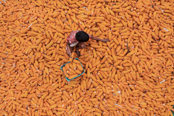 Photograph Sujon Adikary Corn Sorter on One Eyeland