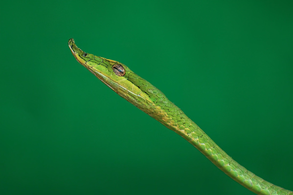 Photograph Sujon Adikary Green Vine Snake on One Eyeland