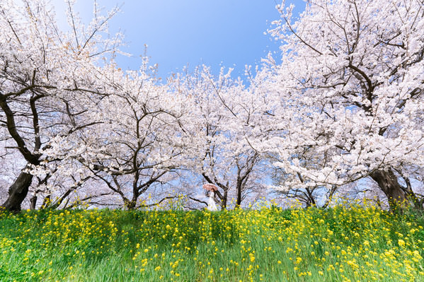 Photograph Hiromichi Shimizu Spring Full Bloom on One Eyeland