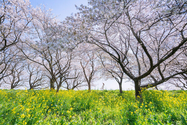 Photograph Hiromichi Shimizu Spring Full Bloom on One Eyeland
