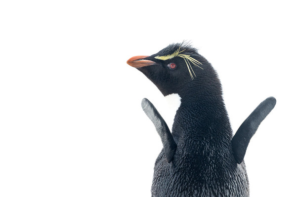 Photograph Andy Pollard Rockie In A Flap on One Eyeland