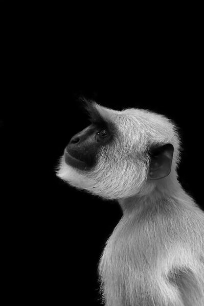 Photograph Gowtham R Up There Somewhere  Langur on One Eyeland