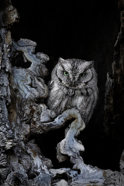 Photograph Christopher Barnard Eastern Screech Owl Stare Down on One Eyeland