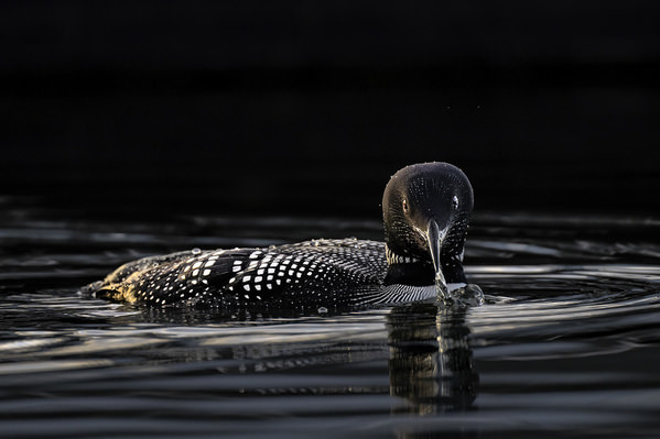 Photograph Tin Sang Chan Common Loon on One Eyeland