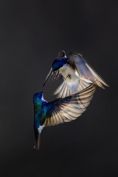 Photograph Tin Sang Chan Tree Swallow on One Eyeland
