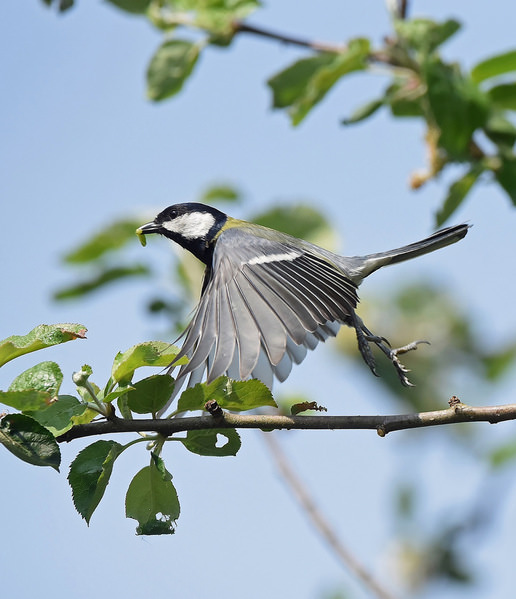 Photograph Laroy Rony Black Tit on One Eyeland
