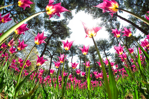 Photograph Hiromichi Shimizu Bloom In The Sky on One Eyeland