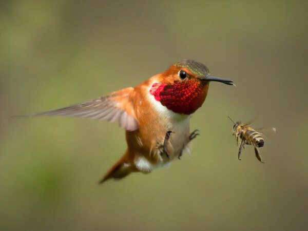 Photograph Sheldon Bilsker Rufous Hummingbird Vs Bee on One Eyeland