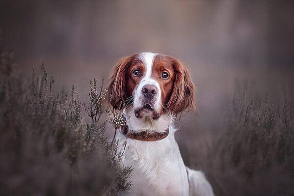 Photograph Katja Goovaerts Sweet But Cheeky on One Eyeland