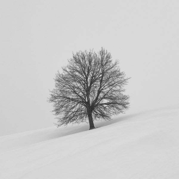 Photograph Tatiana Biriukova One Tree on One Eyeland