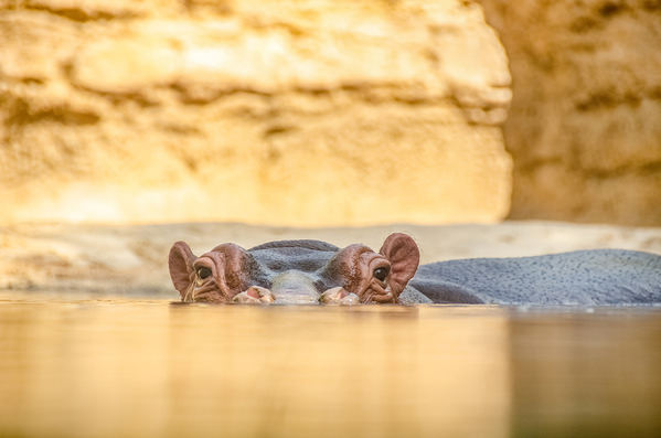 Photograph Art Rivo Jr. Peek A Boo on One Eyeland