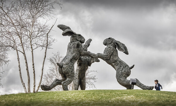 Photograph Larry Hamill Dancing Rabbits on One Eyeland
