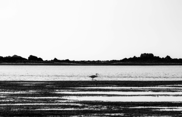 Photograph Zahra Nouri Black Bird on One Eyeland