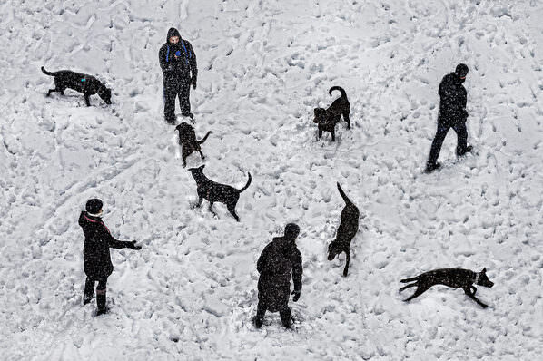 Photograph Mitchell Funk Dog Park on One Eyeland