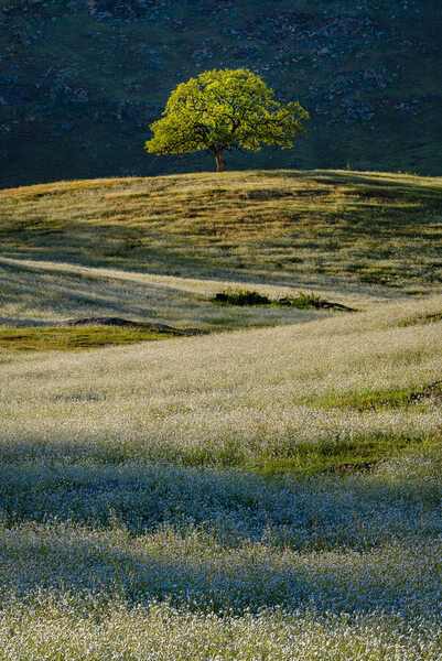 Photograph Joshua Smith Spring King on One Eyeland